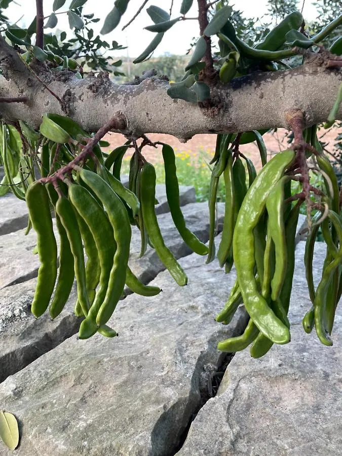 度假居 马尔萨斯卡拉Il-Harruba Farmhouse别墅 马耳他